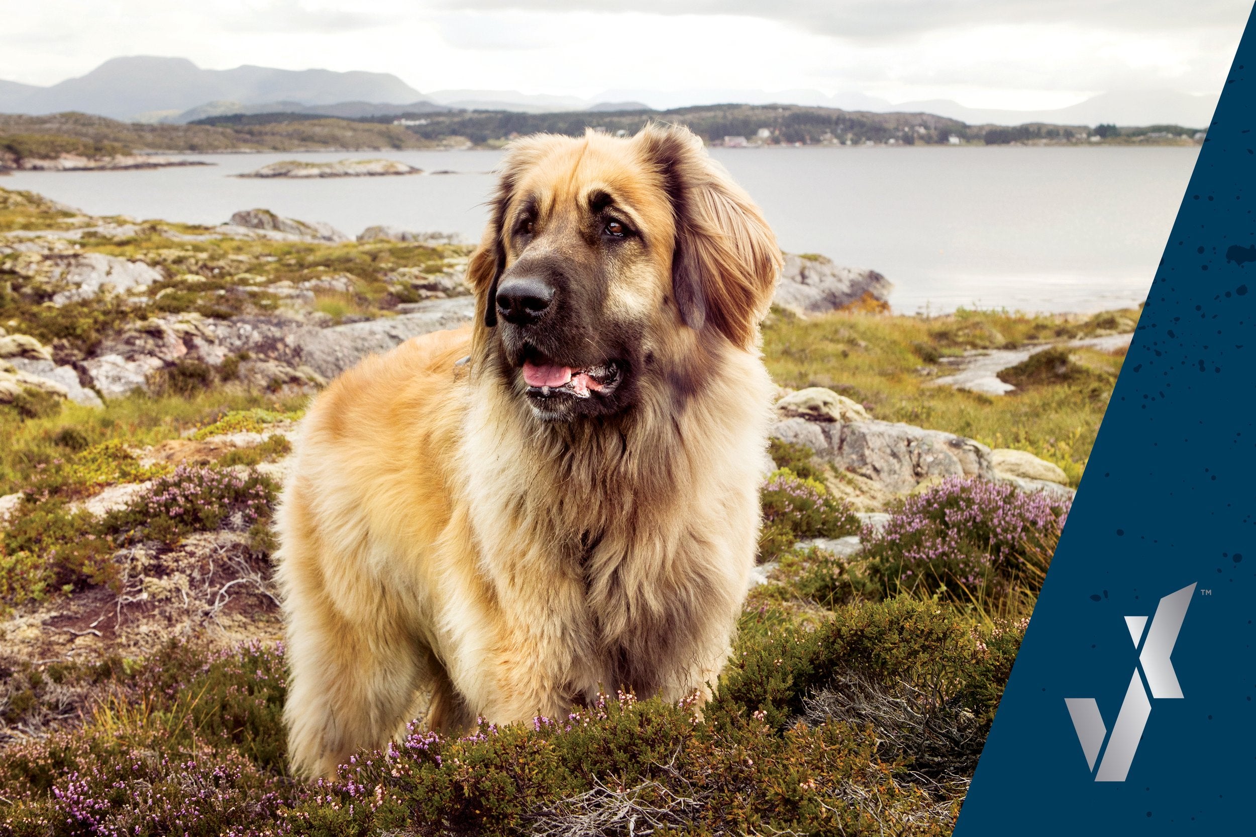 Introducing Our Giant Breed Formulas Next Level Pet Food introducing-our-giant-breed-formulas-next-level-pet-food